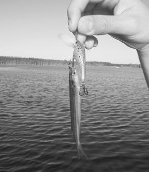 Who says garfish don’t eat lures? This little snubby tried to make a meal out of this Predatek Spaddler.